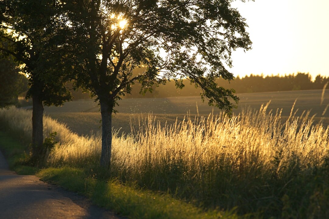 Rural countryside road through green fields on Funen